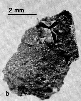orgueil meteorite