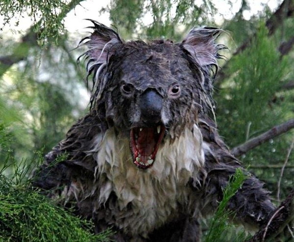 mad koala