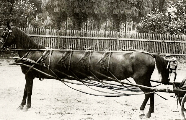 http://hoaxes.org/images/aprilfool/1928horse_lg.jpg