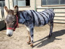 zebra donkey