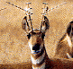 antennalope