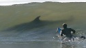 shark in wave