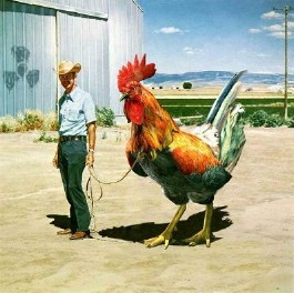 big rooster