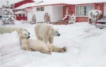 polar bear security