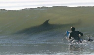 shark in wave